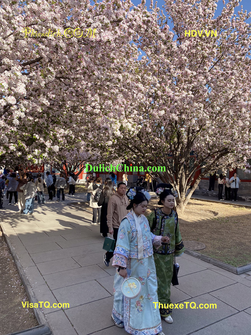 Du lịch Bắc Kinh 2026 đi ngắm hoa Hải Đường Bắc Kinh.